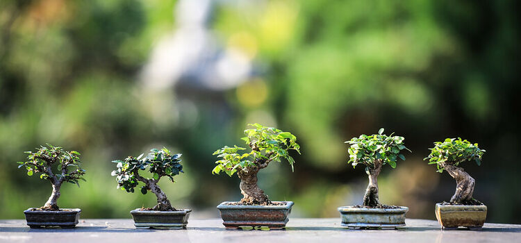 Arcobonsai | BERTOLDI GROUP SRL di Bertoldi Martina